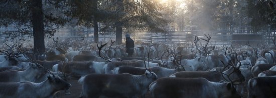  en reinflokk i skogen, solen skinner ned mellom trærne, en same står midt i reinsdyrflokken 